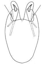 lichanodes